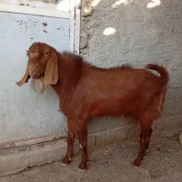 کهره نر|حیوانات مزرعه|شیراز, شهدای شهرک سعدی|دیوار