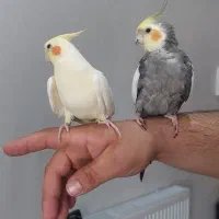 عروس هلندی نروماده