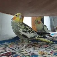 عروس هلندی دستی