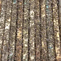 زنبور کارنیکا