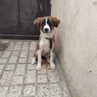 سگ سرابی ماده