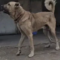 سگ سرابی مخصوص دلخوشی