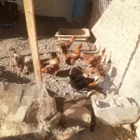 مرغ و خروس فروشی|حیوانات مزرعه|شازند, |دیوار