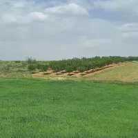 باغ بادام رقم پیوندی پوست کاغذی|فروش دفتر صنعتی، کشاورزی، تجاری|سنقر, |دیوار