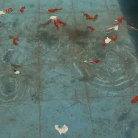 فروش ۳۰ عدد ماهی قرمز گلدفیش باکیفیت