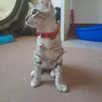 گربه میکس|گربه|گنبد کاووس, |دیوار