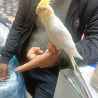 عروس هلندی لوتینو