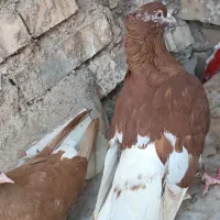 کفتر رنگی|پرنده|خرمشهر, |دیوار