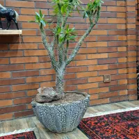 نخل ماداگاسکار