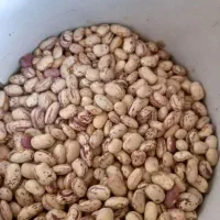 فروش ۳۰۰ کیلو لوبیا