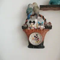 طوطی برزیلی نیمه دستی