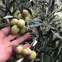 فروش عمده انواع زیتون و روغن‌زیتون و سیر ترشی|عمده‌فروشی|شیراز, بازار|دیوار