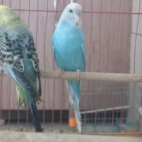 چند عدد مرغ عشق و عروس|پرنده|خمینیشهر, |دیوار