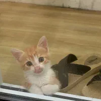 پرستاری از بچه گربه دوماهه