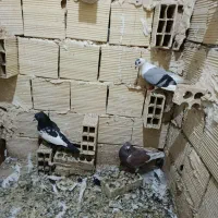 کبوتر رنگی