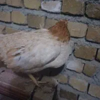 مرغ محلی|حیوانات مزرعه|سیلاخور, |دیوار