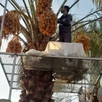 ساخت داربست برای درخت خرما|خدمات باغبانی و درختکاری|اردکان, |دیوار