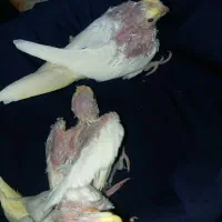 سه عددعروس هلندی جوجه