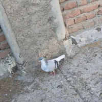 قرمز عرب الچح للهی و یدونه جو شیخی مایا|پرنده|بناب, |دیوار