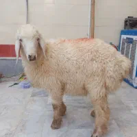 قصاب کشتار بره گوساله و شتر