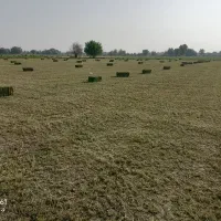 پرس یونجه درجه یک ویونجه پودری گونی|لوازم جانبی حیوانات|سیرجان, |دیوار