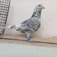 کبوتردورگ