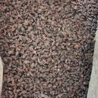 کشمش مویز رطبی