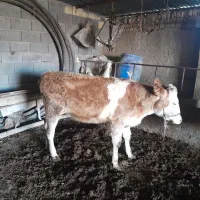 دو عدد گوساله ماده قیمت توافقی