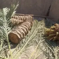 تنگ نخل رایگان