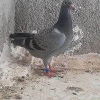 جوجه کفتر مسافتی