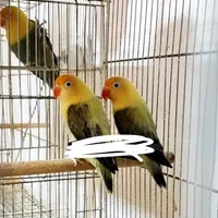 جفت کوتوله عروس گرینچیک قناری ملنگوراهب خروس لاین|پرنده|رشت, پارک شهر|دیوار