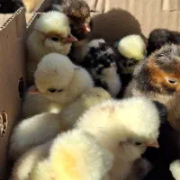 فروش جوجه سلطان ولهستانی