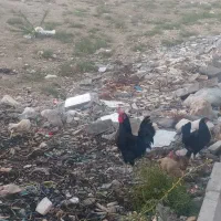 غاز و مرغ و خروس محلی