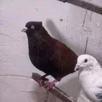 کبوتر نر سرخ درجه یک