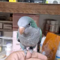 فروشی|حراج|رفسنجان, |دیوار