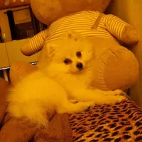 سگ پامرنین حیوانات