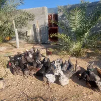 تخم مرغ استرالوپ|حیوانات مزرعه|شیراز, آبیاری|دیوار