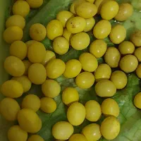 خاویار حلزون