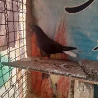 کفتر زاغ دمسفید