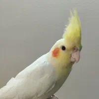 عروس هلندی نر لوتینو دستی|پرنده|شاهینشهر, مسکن مهر|دیوار