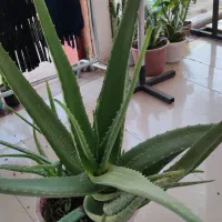 الوئه ورا خیلی بزرگ|گل و گیاه طبیعی|سبزوار, توحیدشهر|دیوار