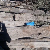 تعدادی درخت سالم و کهنه برای فروش