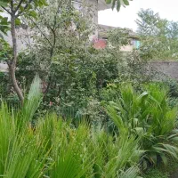 یاس هلندی و پالم|خدمات باغبانی و درختکاری|رودسر, |دیوار