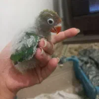 کوتوله سرلاکی|پرنده|مشهد, هدایت|دیوار