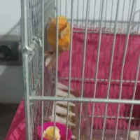 قناری ماده سرخ|پرنده|اصفهان, بهارستان|دیوار