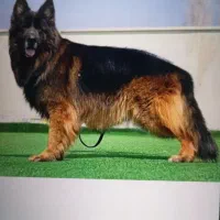 ژرمن نر شولاین موبلند