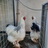 خروس برهما جوان