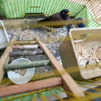 گمشده|پرنده|اهواز, فاز ۲ پادادشهر|دیوار