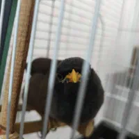 عروس هلندی و مرغ مینا|پرنده|اهواز, پردیس|دیوار