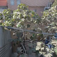 امور باغبانی